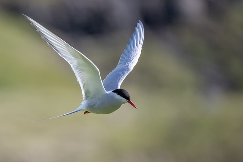 Arctic Tern Wings Up