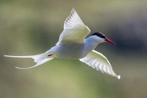 Arctic Tern Gliding
