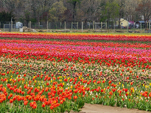 Tulip Field In Manorville