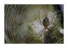 Spider Time of Year - Orb Weaver