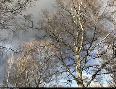 20220401_i2 Sunlit birch trees & grey clouds in Östra Kyrkogården, Gothenburg, Sweden