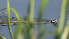 Grass snake on the canal (record shot)