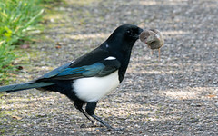 Roger's magpie with a shrew