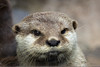 Face to face with the Otter