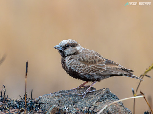 Ashy-crowned Sparrow-Lark • <a style="font-size:0.8em;" href="http://www.flickr.com/photos/59465790@N04/53246051299/" target="_blank">View on Flickr</a>
