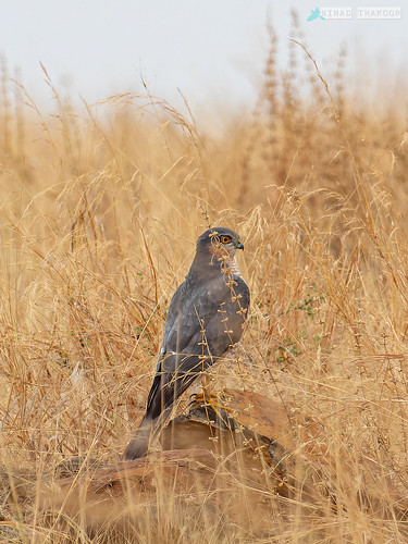 Eurasian Sparrowhawk • <a style="font-size:0.8em;" href="http://www.flickr.com/photos/59465790@N04/53246186725/" target="_blank">View on Flickr</a>