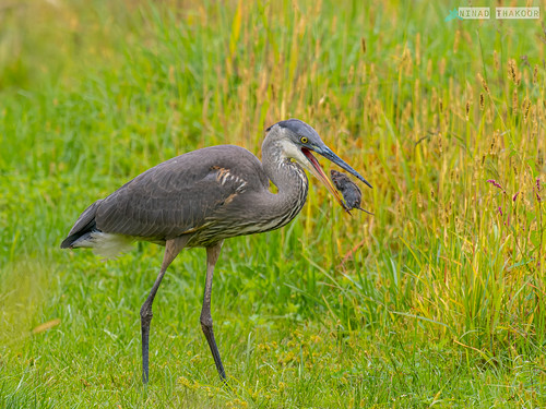 Great Blue Heron • <a style="font-size:0.8em;" href="http://www.flickr.com/photos/59465790@N04/53246187085/" target="_blank">View on Flickr</a>