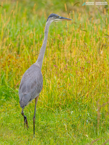 Great Blue Heron • <a style="font-size:0.8em;" href="http://www.flickr.com/photos/59465790@N04/53246188185/" target="_blank">View on Flickr</a>