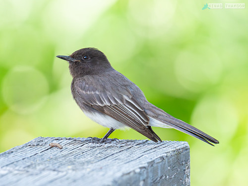 Black Phoebe • <a style="font-size:0.8em;" href="http://www.flickr.com/photos/59465790@N04/53246188500/" target="_blank">View on Flickr</a>