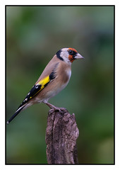 Goldfinch - (Carduelis carduelis) 2 clicks for best view