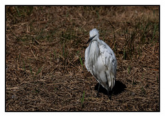 Little Egret having a bad hair day. - (Egretta garzetta) Double click for detail