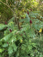 “ Beautiful colourful stag horn sumac trees on a path to the woods on Duffins trail in Discovery bay , Martins photographs , Ajax , Ontario , Canada , October 10. 2023”