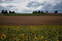 Sunflowers near Kehlen