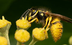 German wasp Vespula germanica f on ivy