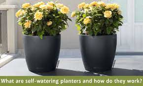 Self watering planters- Green Carpet