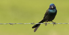 Grackle with an attitude......