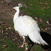 White Peacock - Blackpool Zoo DSCN3333