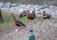 Ducks on Monterrey
