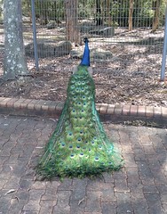 Peacock, Auburn Botanic Gardens