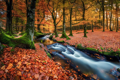 Autumn forest ( Explore ⭐ October 18 , 2023 )