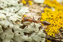 Twig Ant (Pseudomyrmex ejectus)
