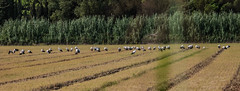 Storks in a field (2 of 2)  - (Ciconia ciconia) 2 clicks for Zoom