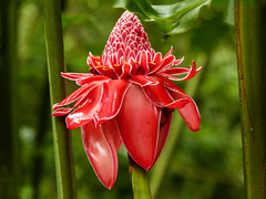 Torch Ginger / Etlingera eliator, Asa Wright, Trinidad, 2017