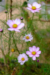 Late flowers