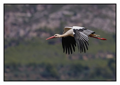 Stork in flight (1 of 2)  - (Ciconia ciconia) 2 clicks for Zoom