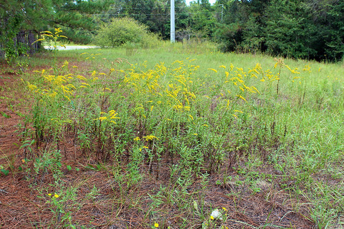 Goldenrod, South Citrus Springs Trailhead, Withlacoochee State Trail