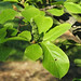 Magnolia denudata (Yulan magnolia) 4