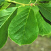 Magnolia denudata (Yulan magnolia) 2