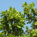 Magnolia denudata (Yulan magnolia) 6
