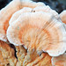 Laetiporus sulphureus (chicken-of-the-woods fungus) (Heath, Ohio, USA) 3