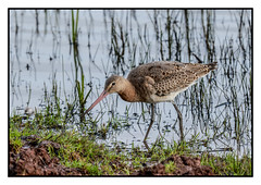 Balck Tailed Godwit - (Limosa limosa) 'Z' for zoom