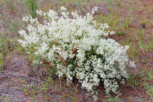 Flowering Shrub, South Citrus Springs Trailhead, Withlacoochee State Trail