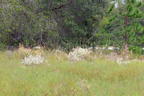 Field and Woods, South Citrus Springs Trailhead, Withlacoochee State Trail