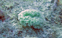 Elysia crispata (lettuce sea slug) (Bahamas)