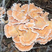 Laetiporus sulphureus (chicken-of-the-woods fungus) (Heath, Ohio, USA) 4