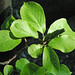 Magnolia denudata (Yulan magnolia) 3