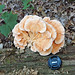Laetiporus sulphureus (chicken-of-the-woods fungus) (Heath, Ohio, USA) 5