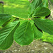 Magnolia denudata (Yulan magnolia) 1