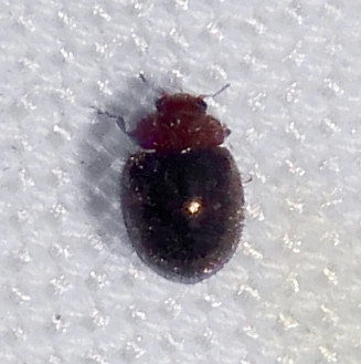Lady Beetle, Rhyzobius lophanthae, Tubac