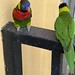 A Rainbow Lorikeet (L) and Electus Parrot (R) exchange a few words