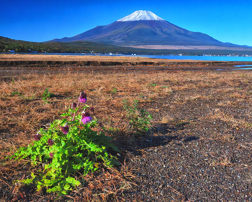 Fuji and Fuji-Azami ( thistle)