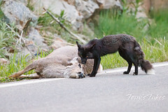 Silver fox takes advantage of roadkill deer (1 of 4)