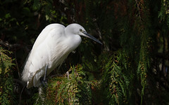 Little egret in a conifer