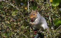 Grey squirrel eating hawthorn berries