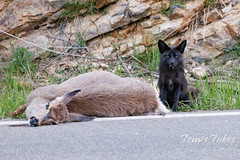 Silver fox takes advantage of roadkill deer (2 of 4)