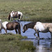 wild horses - Chincoteague National Wildlife Refuge  --  Virginia